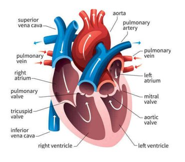 cardiology